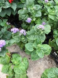 Image result for Ageratum houstonianum