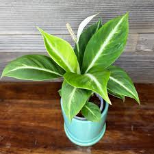 Image result for Spathiphyllum
