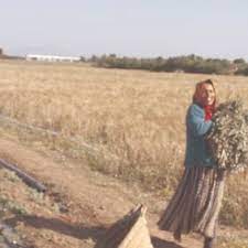 Winnowing is the method of separating husk from grains with the help of wind. Farmer Picking Out Solanum Elaeagnifolium From Wheat Fields By Hand Download Scientific Diagram