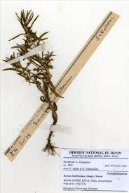 Image result for Bacopa hamiltoniana
