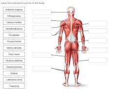 Strong arms often feature massive biceps, but it's actually the triceps that are. 35 Label The Muscles Of The Body Labels Design Ideas 2020