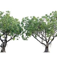 Image result for Ficus pygmaea