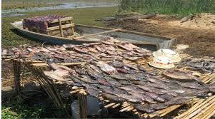 Image result for Craterosiphon quarrei