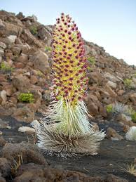 Image result for Hionanthera