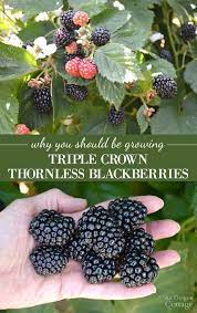 5 Reasons To Grow Triple Crown Thornless Blackberries An Oregon Cottage Growing Raspberries Growing Blackberries Berry Garden