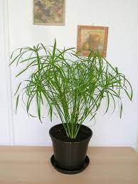 Pin On Gardener