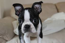 4.8 miles to city center see map tripadvisor (1818) Pet Friendly Accommodations In The Charlottesville Area Gayle Harvey Real Estate