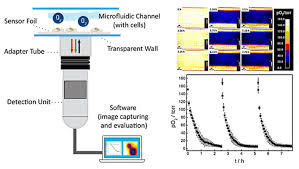 We did not find results for: Monitoring Oxygenation In Microfluidic Cell Culture Using 2d Sensor Foils As Growth Substrate Full Text Oxygen Imaging With Visisens Presens Precision Sensing Gmbh