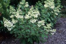 Image result for Gaertnera paniculata