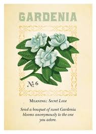 Pin On Flowers And Meaning