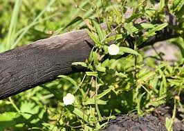 Image result for Xenostegia medium