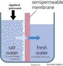 Osmosis Osmotic Pressure Osmotic Pressure Osmosis Human Body Science