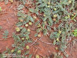Image result for Tribulus terrestris