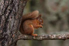 S Is For Squirrel Squirrel Red Squirrel Animals
