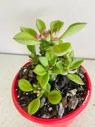 Image result for Monadenium