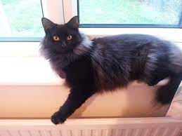 Mink chocolate/lilac ragdoll cat/kitten is. Is My Cat A Solid Black Ragdoll Thecatsite