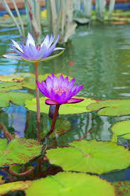 How do you kill lily pads in a pond? Fushia Lily Easy Flowers Blue Lotus Flower Lily Lotus Flower Pictures