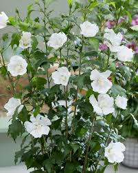 Plants hibiscus flowers flowering shrubs hibiscus rare flowers showy flowers rose of sharon garden shrubs white hibiscus. Hibiscus Syriacus Flower Tower White Gandini Van Aart Laubgeholze Sortiment Shop Kordes Jungpflanzen