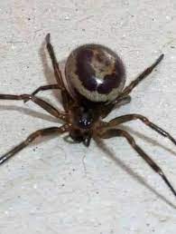 The spiders in my box are pretty shy, but insofar as i can tell, they i live in oklahoma far from all of you but i read where you said black widows stay close to the ground. False Black Widow Spiders Bite Two Women As They Spread Across Ireland Gloucestershire Live