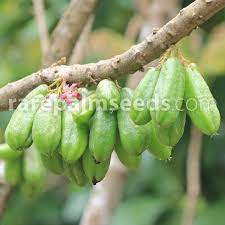 The trunk and flowers of cucumbertree show its relationship to tulip poplar (liriodendron), but the fruits are typical of the magnolia family. Averrhoa Bilimbi Bilimbi Cucumber Tree Buy Seeds At Rarepalmseeds Com
