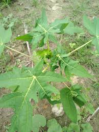 I read that paw paws are very variable. Papaya Pawpaw Curly New Leaves In Papaya