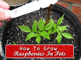 After the last chance of frost has passed, place one raspberry plant in each container to prevent crowding. How To Grow Raspberries In Pots