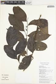 Image result for Rhaphiostylis beninensis