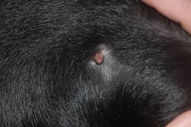 Some people remove skin tags at home by purchasing. Skin Tags On Dogs Pictures And Removal Cost Skin Care Geeks