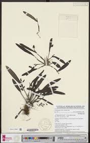 Image result for Polystachya macropoda