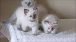 Hypoallergenic kittens - Neva Masquerade, Breeder, Kittens ...