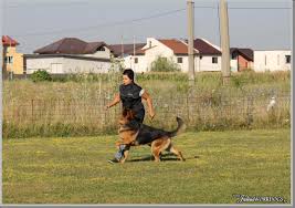 Rasedecaini.ro iti ofera toate informatiile despre rasa ciobanesc belgian cainii din orice rasa pot fi buni cu copiii, in functie de experientele anterioare, de dresajul privind modul in care trebuie sa se comporte cu copiii si totodata. Dresaj Caine Otopeni