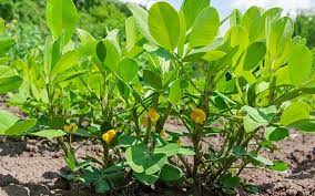 How to grow your own peanut plant - David Domoney