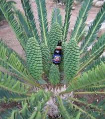 Image result for Encephalartos munchii