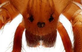 Since the females commonly eat their mate after mating (as do many other spiders). Spider Adaptations Lesson For Kids Study Com