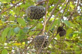 Image result for Annona squamosa