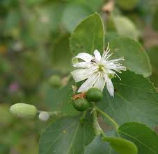 Image result for Grewia praecox