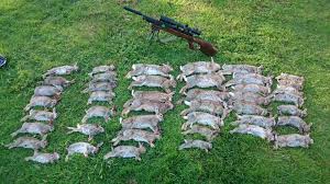 You wanna go with a pellet rifle if that's your budget limit. Pelletpower Air Rifle Pest Control Home Facebook