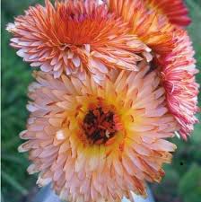 Pin On Flowers