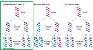 Dna Replication In Cells