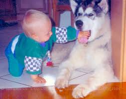 Maybe you would like to learn more about one of these? Alaskan Malamute Wesen Alaskan Malamute Kennel Issues Of Yukon