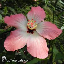 Image result for Hibiscus kirkii
