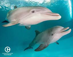 Who S Hanging Out With Their Bff Today Winter And Hope Are Cmainspires Clearwater Marine Aquarium Dolphin Photos Dolphin Tale