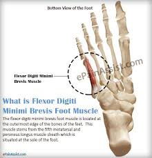 We did not find results for: Flexor Digiti Minimi Brevis Foot Pain