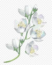 Check spelling or type a new query. White Flowers Watercolor Painting Png Transparent Free Transparent Png Images Pngaaa Com