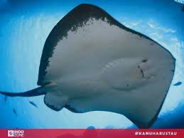 Mulai dari ikan pari hingga manusia tikus yang menakutkan. Ikan Pari Memiliki Ekor Yang Panjang Dan Beracun Indozone Id