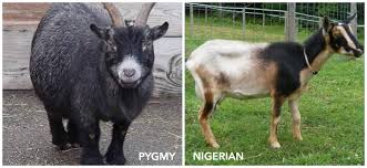 Pygmy goats are known to be very cute, friendly, and come in a variety of different colors. Nigerian Vs Pygmy Goats Which Is Best