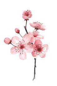 Cherry Blossom Watercolor Art Print By Jelena Milojevic X Small Cherry Blossom Watercolor Cherry Blossom Painting Cherry Blossom Art