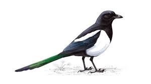 Black Bird With White Chest Colorado The Magpie Poem By John Appleby Poem Hunter Magpie Bird British Birds Identification