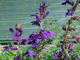 Image result for Lobelia adnexa