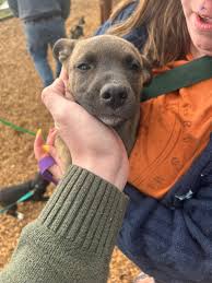 Y'all, I gotta share this with you! Something amazing happened. So, my mom  is a hater of dogs, especially bully breeds like pit bulls. We had her over  for the 4th of